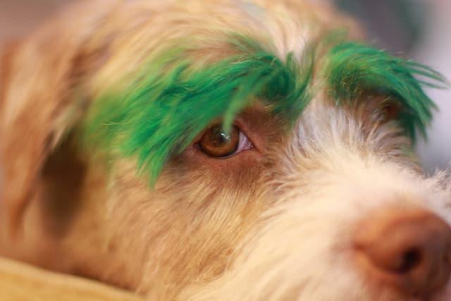 Does Food Coloring Irritate Dogs Skin​