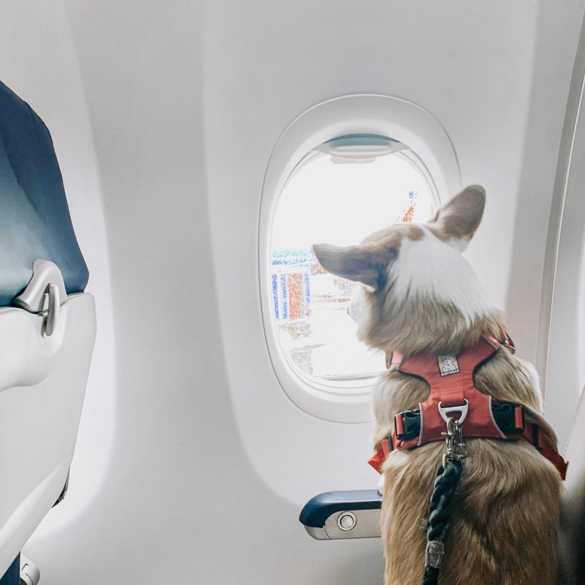 How to Air Travel with A Dog