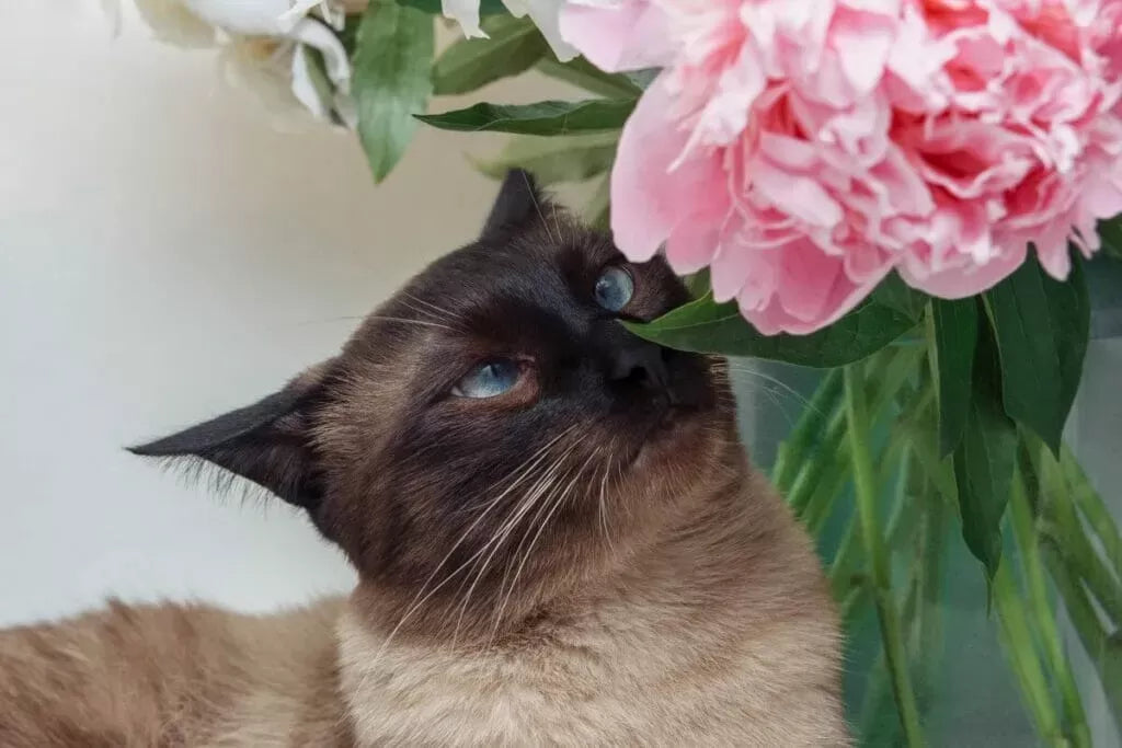 Are Peonies Poisonous to Cats