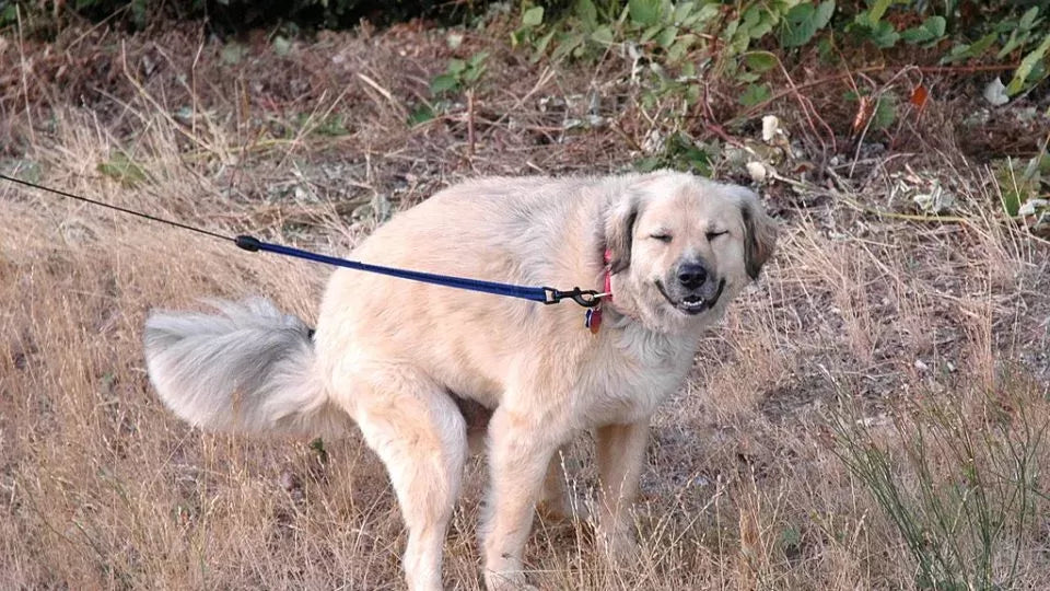 White Specks In Dog Poop: Causes and Remedies