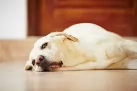 What to Give A Dog for Upset Stomach