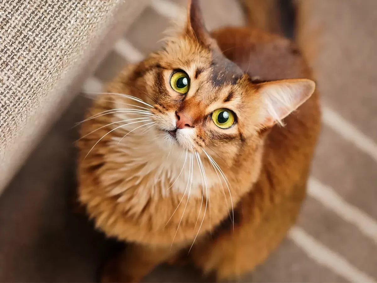 Why Is My Cat Staring At Me?Decoding Your Cat's Body Language and Health