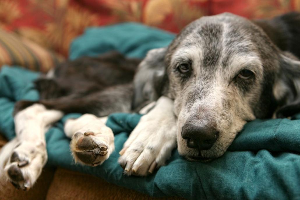 Can An Inflamed Nerve Cause Arthritis in Dogs​