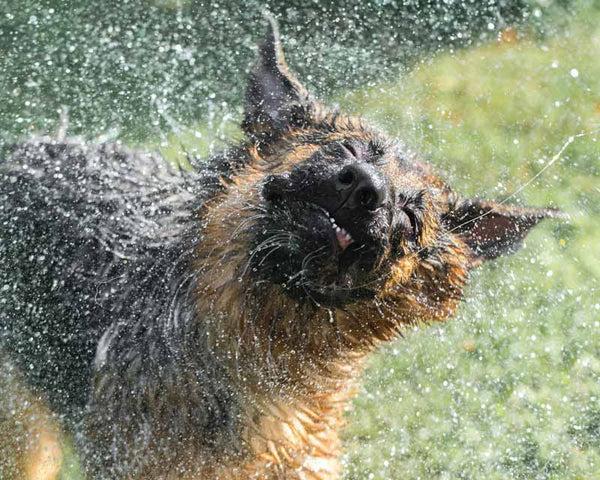 The Link Between Humidity and Hot Spots in Dogs: What You Should Know
