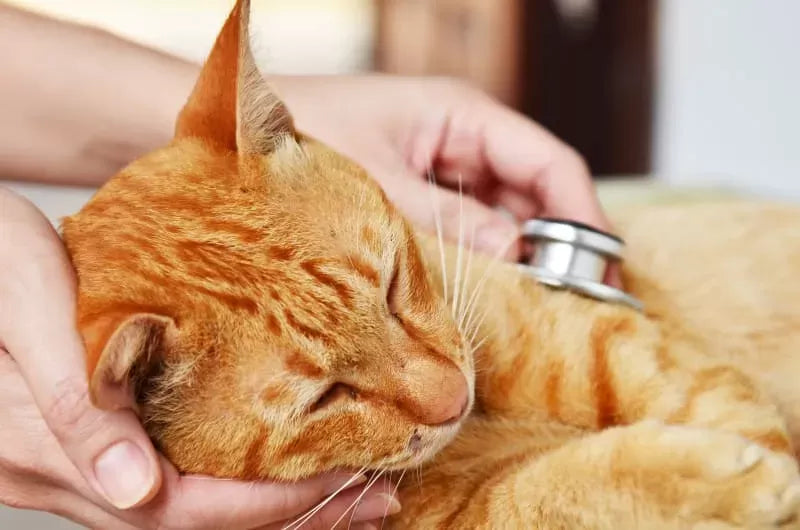 Gastritis in Cats