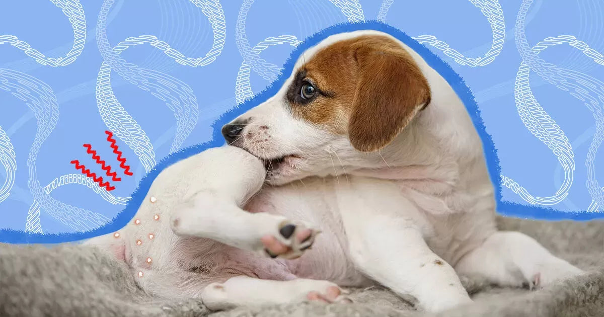Do Dogs Get Tapeworms?