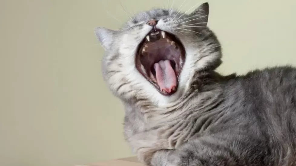 Do Cats Have Tonsils
