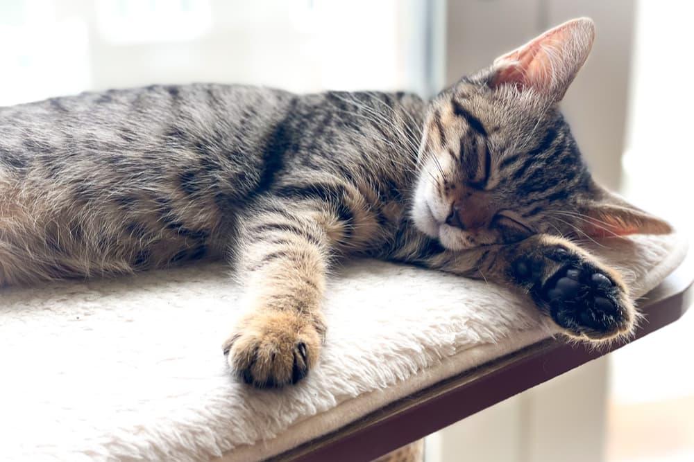 Can Cats Get Kidney Stones