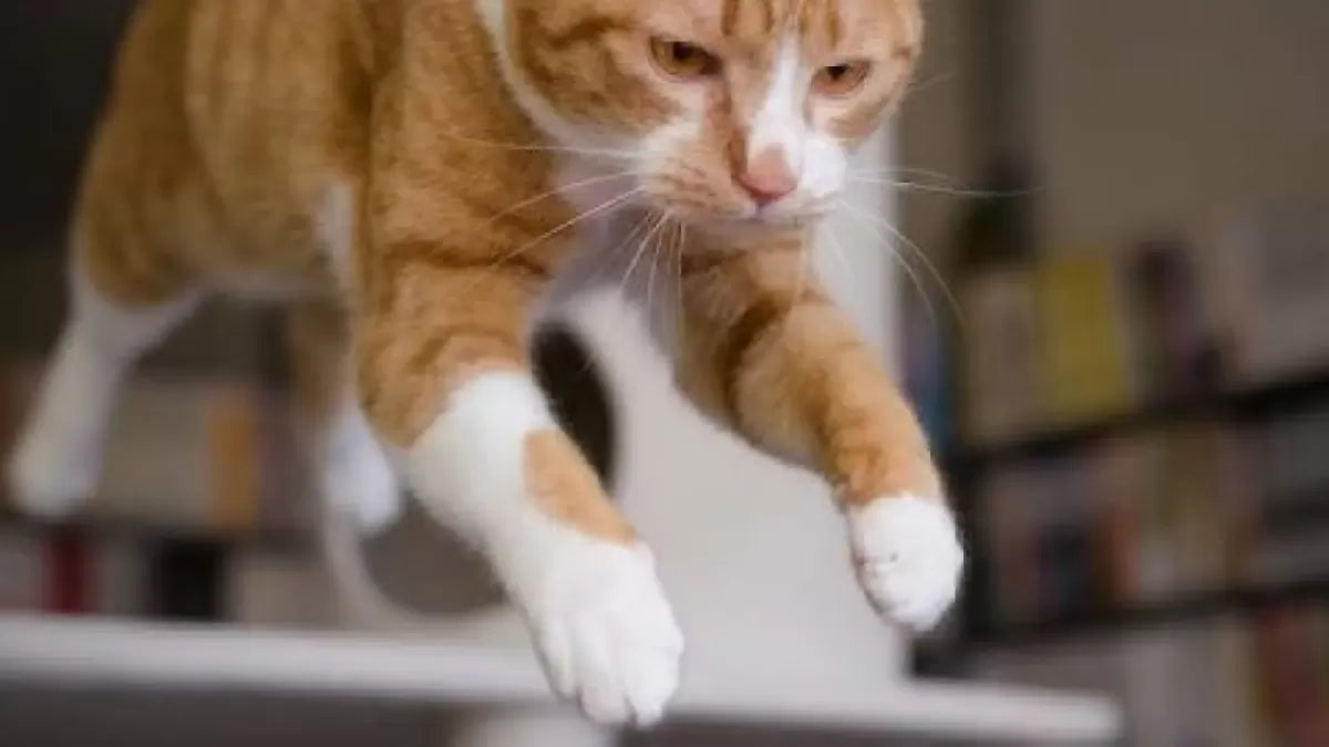 Feline Spinal Cord Injury