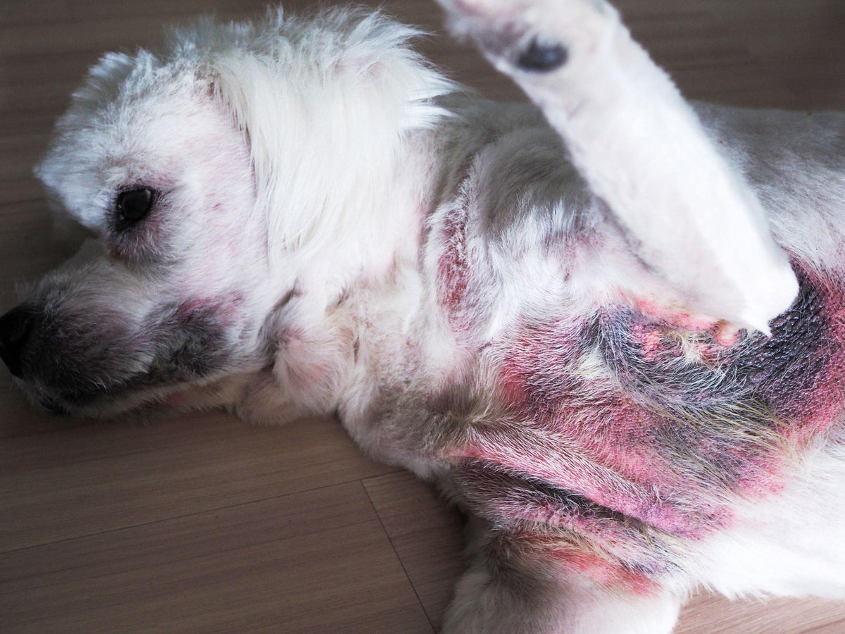 Yeast Dermatitis in Dogs