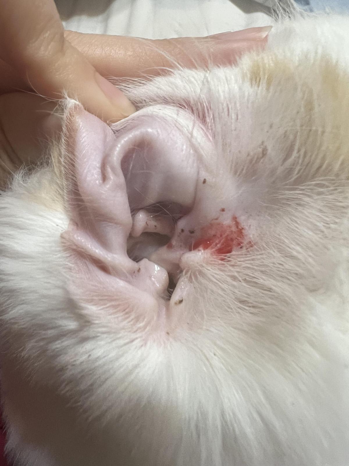 My Kitten’s Ear Randomly Start Bleeding: Causes & What to Do