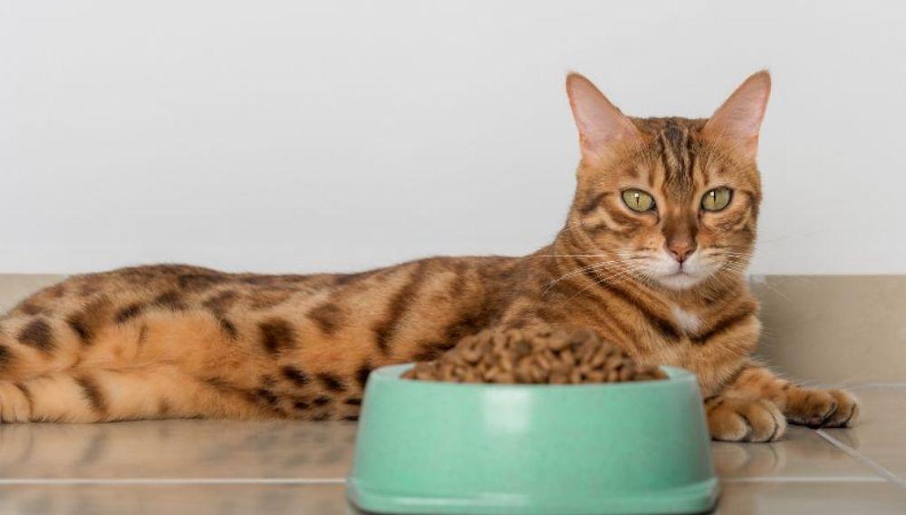 Feline Spongiform Encephalopathy