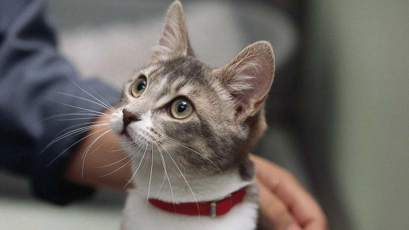Cat Asthma