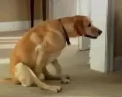 2024 Guide to Home Remedies for Dog Scooting