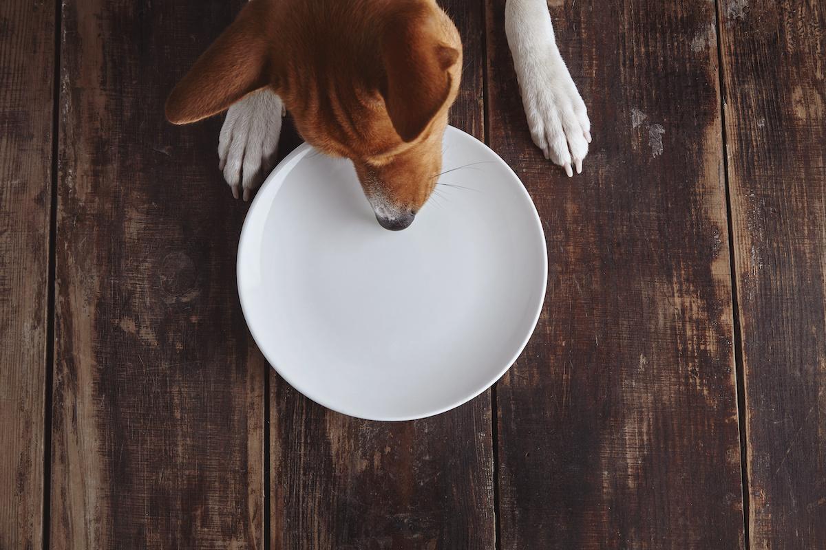 Can Dogs Have Curry