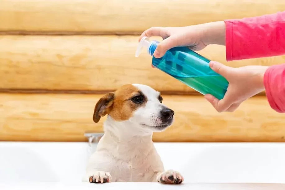 Is Dawn Dish Soap Safe for Dogs? Everything You Need to Know