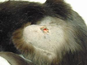 My Cat Has An Abscess That Popped​