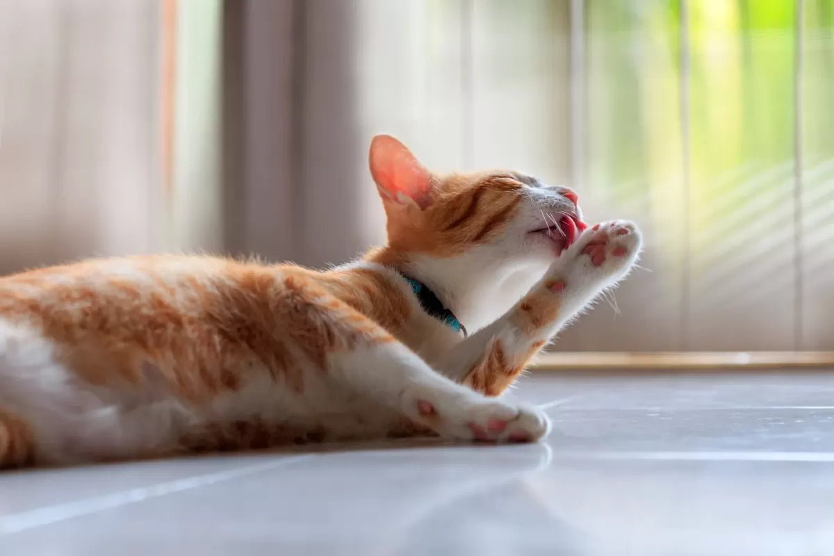 Why Do Cats Lick Themselves