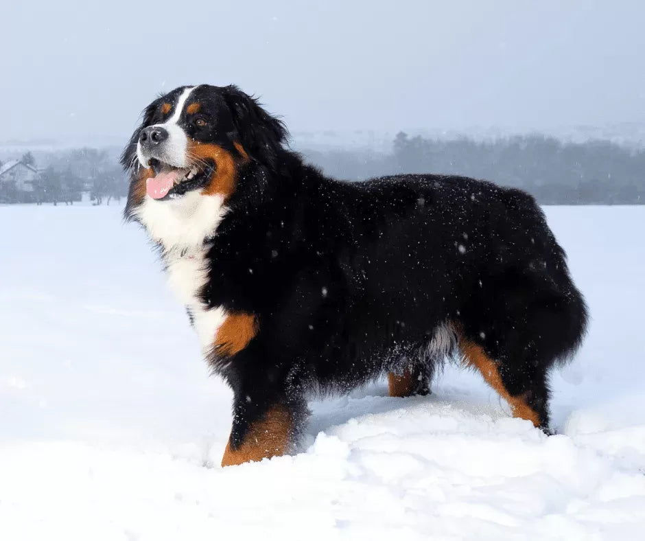 Bernese Mountain Dog Mixed With Husky