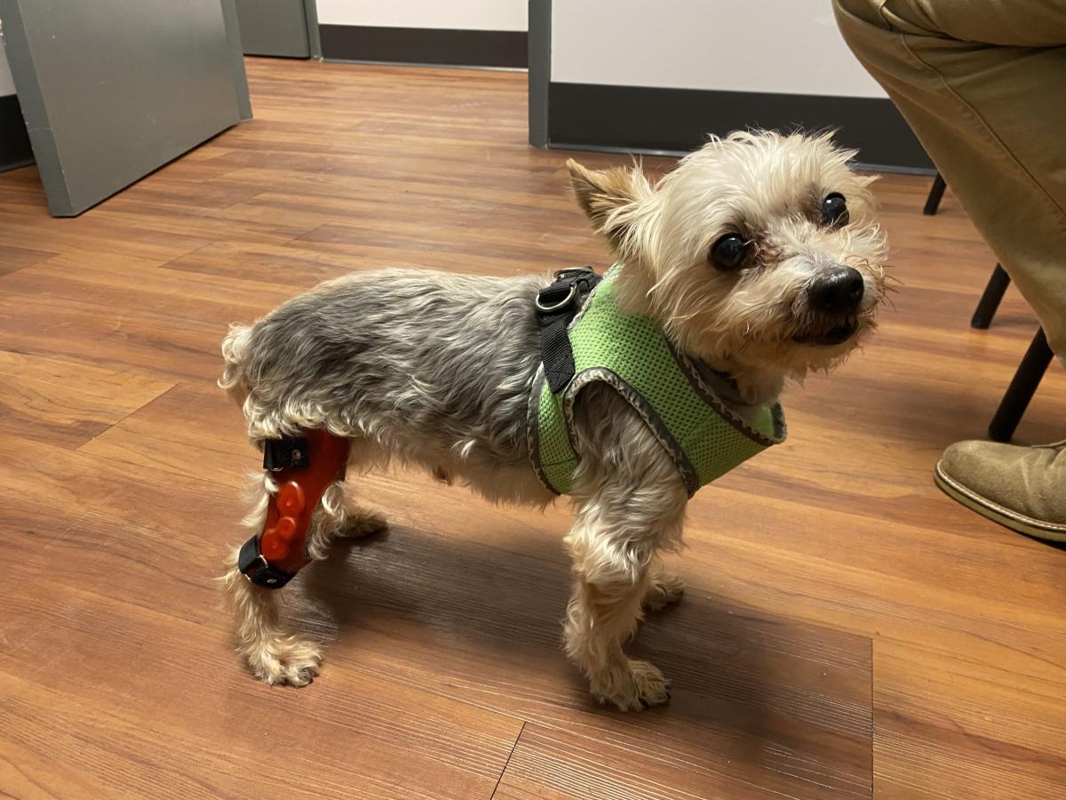 Exploring Canine Knee Problems