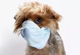 Can Dogs Get Colds
