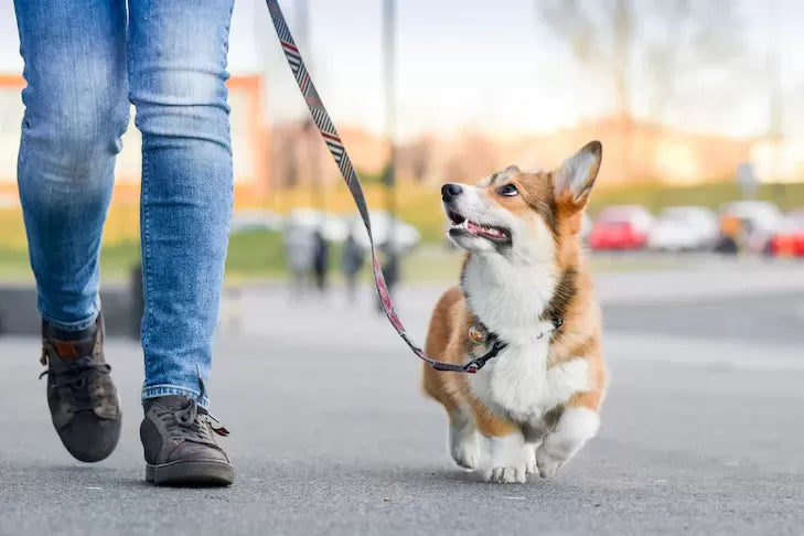 Can I Walk My Dog 30 Minutes After Eating
