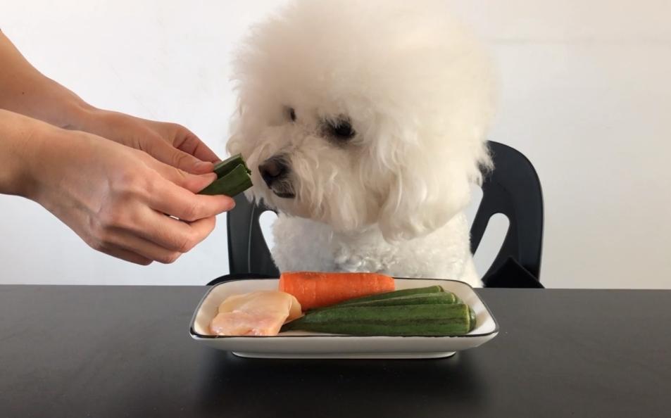 Red Lump on Dog’s Paw: What to Do