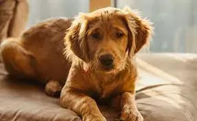 Esophageal in Dogs: Symptoms, Causes, Treatment