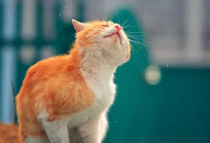 Why Do Cats Shake Their Heads?