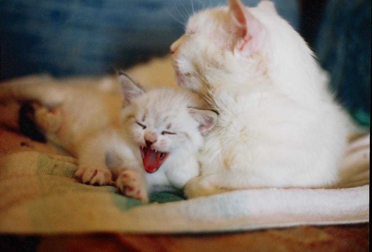 Can Cats Have Just One Kitten