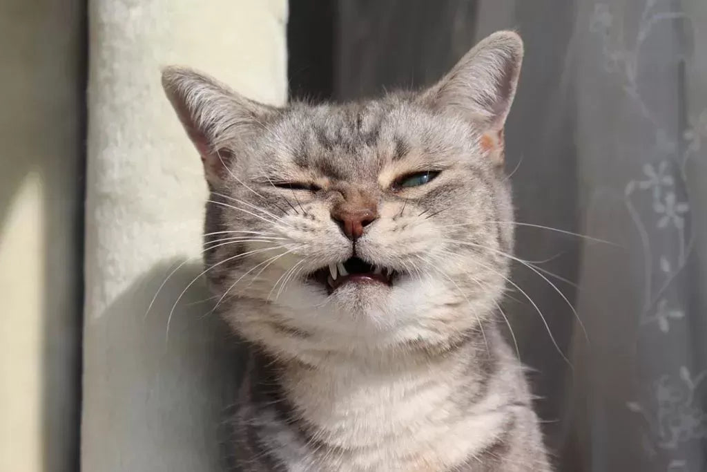 Unveiling the Mystery: Why Is My Cat Sneezing