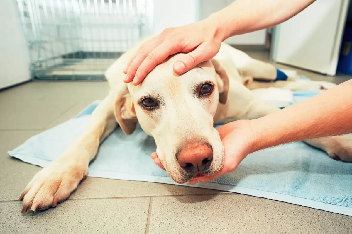 What Causes Seizures In Dogs