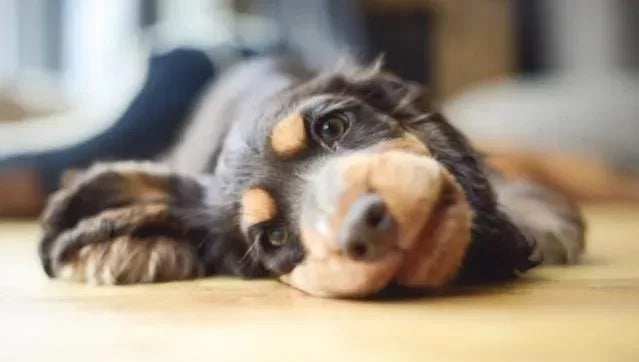 Can Dogs Get Sinus Infections
