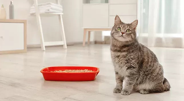 Understanding Hematuria in Cats: Blood in a Cat's Urine