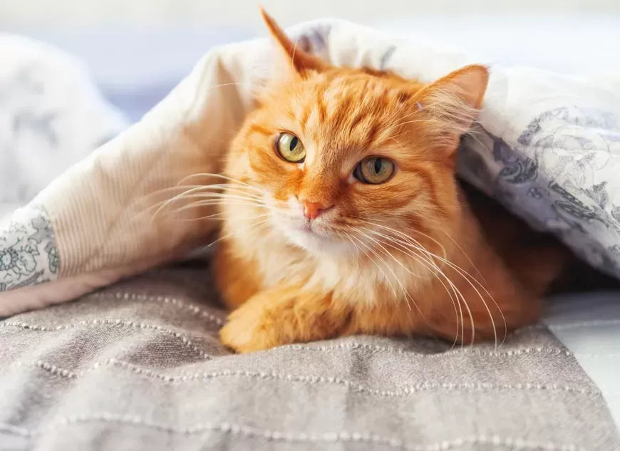 Are All Orange Cats Male