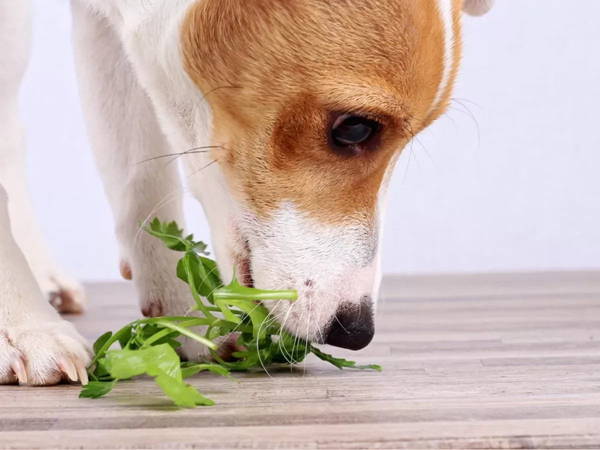 What Spices Can Dogs Eat