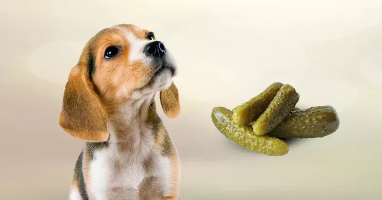 Can Dogs Eat Pickles