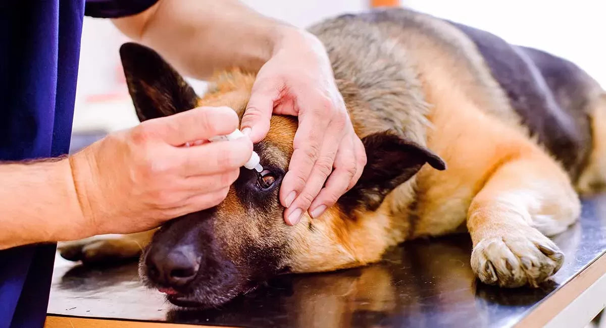 Effective Home Remedies for Dog Eye Discharge