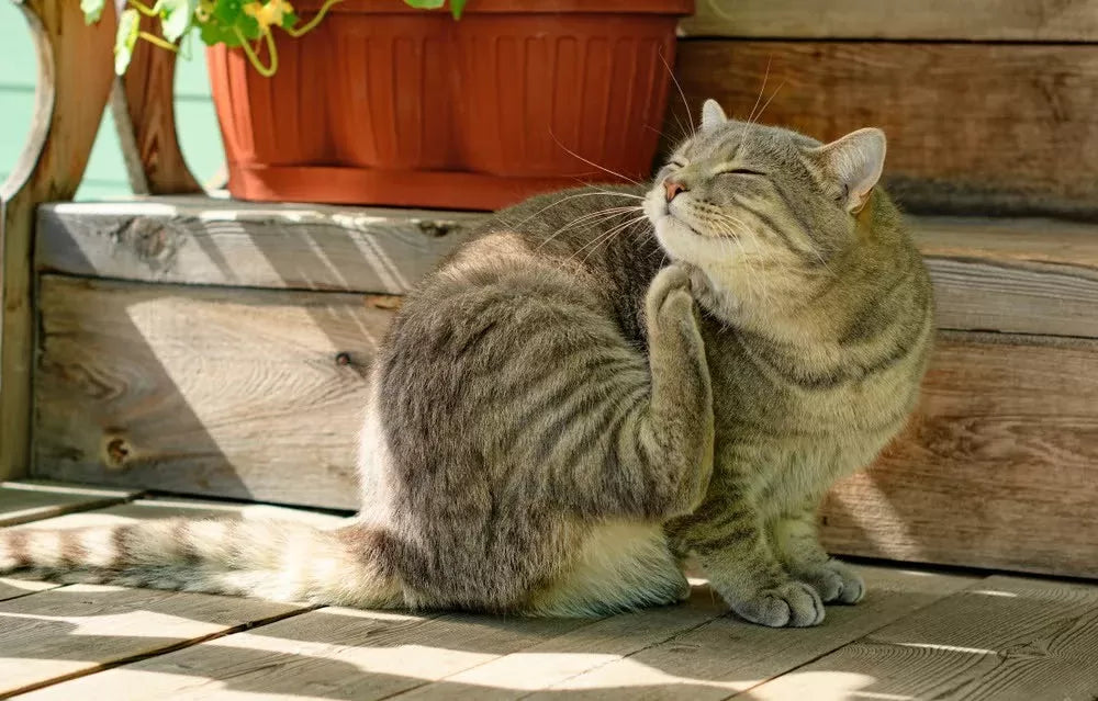 Hives on Cats: A Full Guide