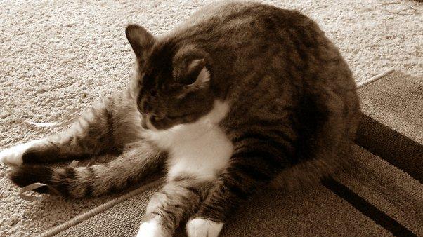 Can I Put Coconut Oil on My Cats Butt