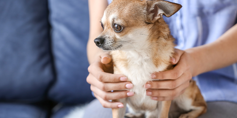 Mammary Tumors in Dogs