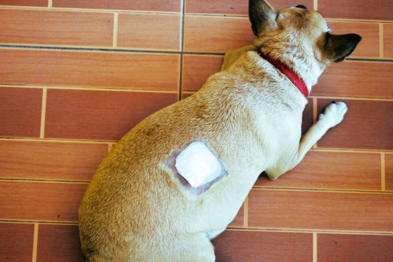 Open Wound on Dog Not Bleeding