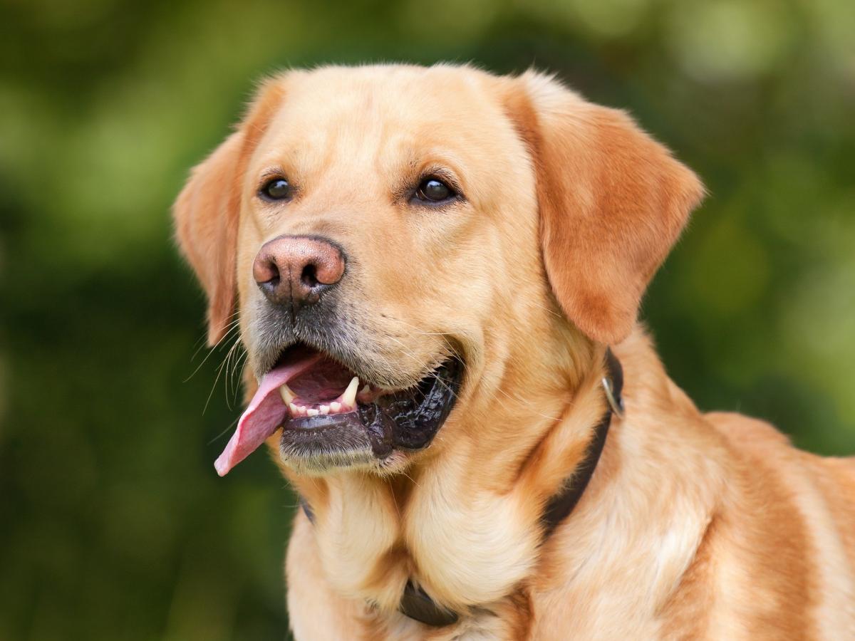 Can Bad Teeth Cause Increased ALP in Dogs