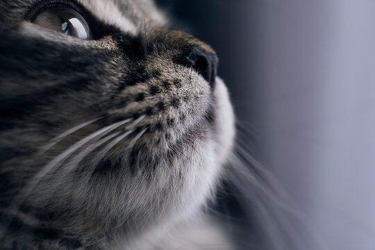 What Do Cats See When They Look at Humans