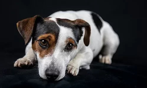 Brain Lesions in Dogs