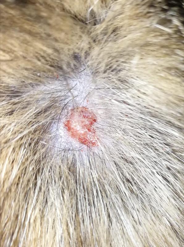 Can You Put Neosporin on a Cat? Safe Wound Care for Felines