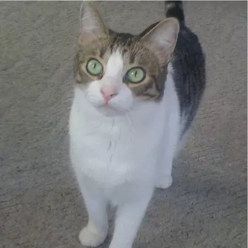 Domestic Shorthair Cat
