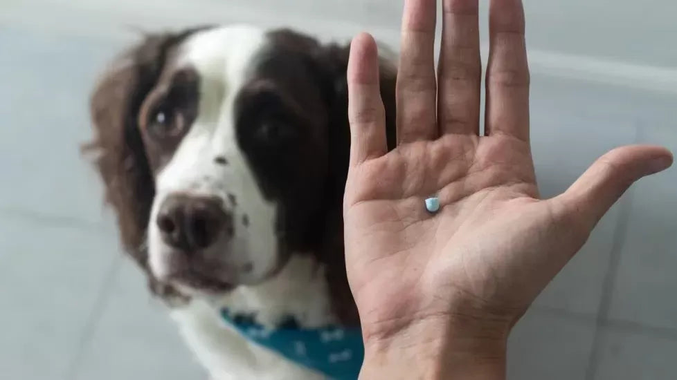 Anti Inflammatory for Dogs