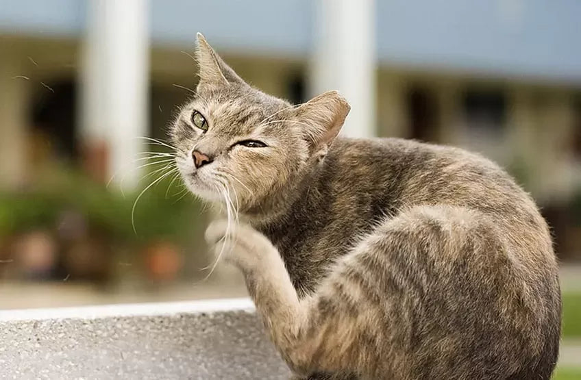 A Comprehensive Guide on How to Get Rid of Fleas on Cats