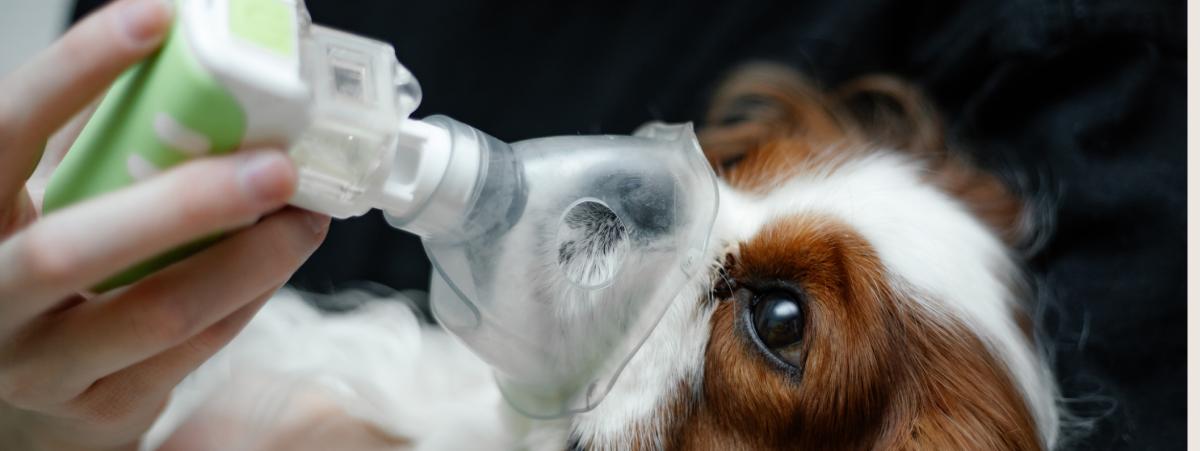 Exploring Dogs Respiratory Illness​